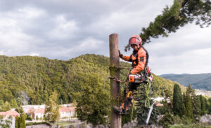 Tree Surgeons