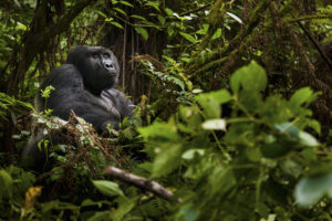 Rwanda