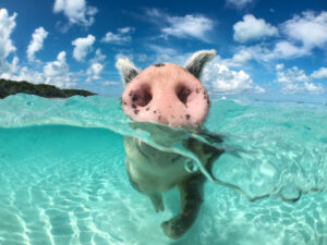 Bahamas