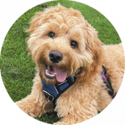 Meet-The-Team-Fudge Who We Are